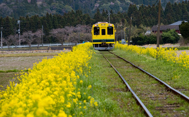 Rape flower