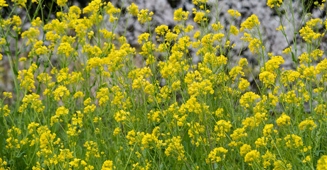 Fototapeta premium Rape flower