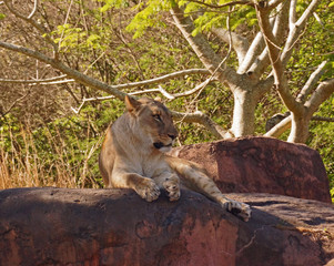 Naklejka na ściany i meble Female Lion Laying on Rocks Under Trees
