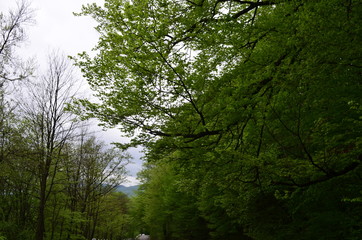 Spring beech forest with fresh light green foliage