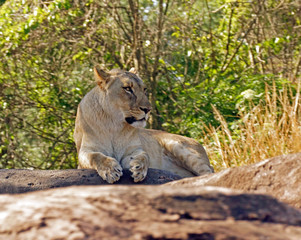 Naklejka na ściany i meble Female Lion Sitting on Rocks