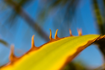 Palmenblatt am Strand Makro