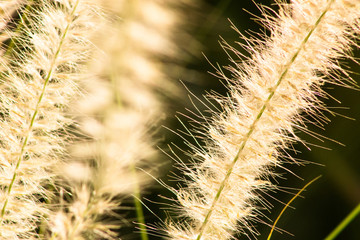 Wolle in der Sonne Makro