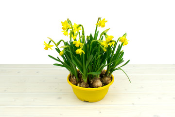 sunny yellow daffodil narcisses on a wooden table