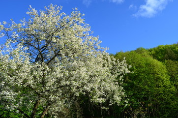 Spring beech forest with fresh light green foliage
