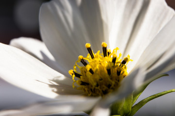 Wei&szlig;e Bl&uuml;te Makro