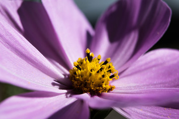 Violette Bl&uuml;te Makro