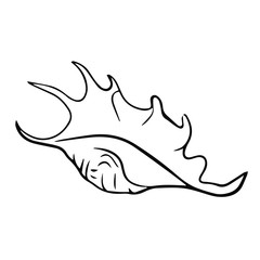 Beautiful seashell line drawing illustration