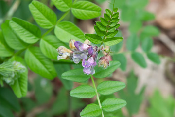 Bush Vetch Flowers in Bloom in Springtime