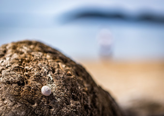 Schneckenhaus am Strand