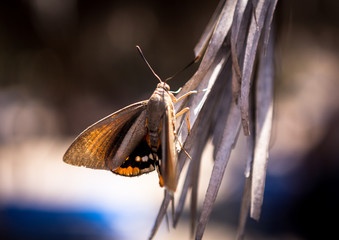 Falter am Strand Makro