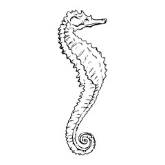 Beautiful seahorse drawing line drawing illustration