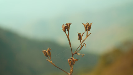 dried flowers in the mountains