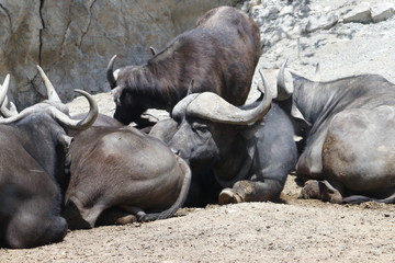 アフリカスイギュウ
