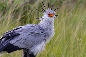 Wet Secretary Bird Looking at Camera