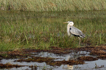 Fischreiher auf Jagd