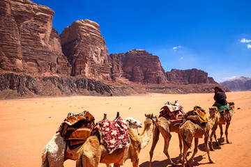 Cammelli nel deserto del Wadi Rum, Giordania