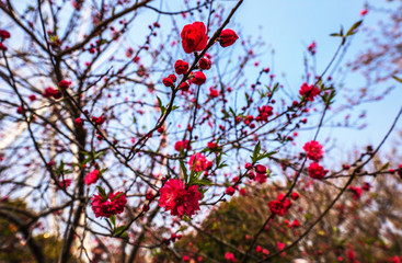 Sakura blossom in Chinese park.