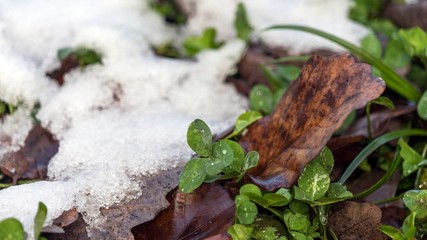 First snow lies on the green grass next to the withered brown fallen leaves. Krasnaya Polyana, Russia.
