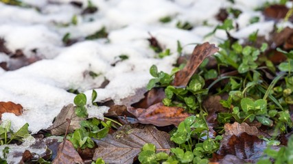 First snow lies on the green grass next to the withered brown fallen leaves. Krasnaya Polyana, Russia.