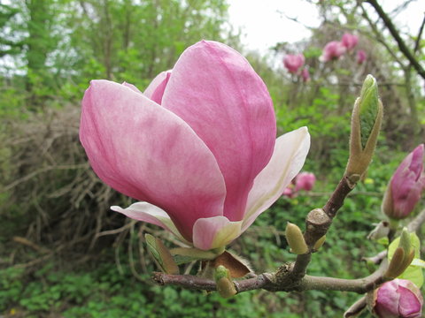  in the garden