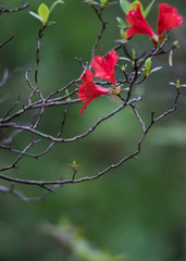 azalea 