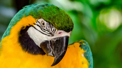 Green Macaw