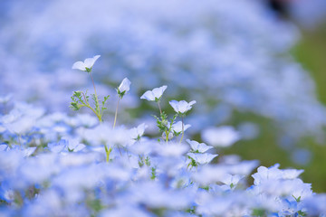 Nemophila