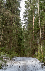 Footpath with a thin layer of snow in the forest in early spring. Tall green trees