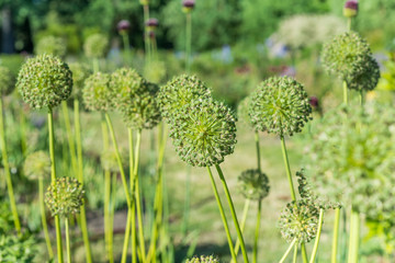 Flower Allium nutans in August