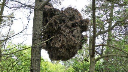 witches broom on a cluster pine