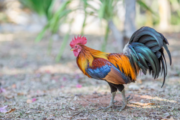 Close-up view of the chicken face, blurred movements from food searching, live in groups and some species can be used as food 