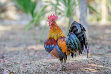 Close-up view of the chicken face, blurred movements from food searching, live in groups and some species can be used as food 