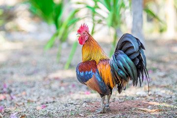 Close-up view of the chicken face, blurred movements from food searching, live in groups and some species can be used as food 