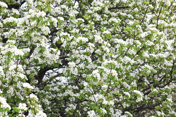 Beautiful white apple blossoms and green apple tree leaves in apple garden in good sunny weather in spring
