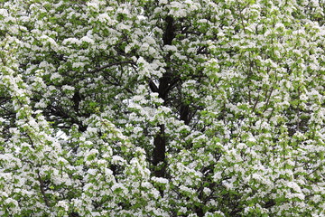 Beautiful white apple blossoms and green apple tree leaves in apple garden in good sunny weather in spring