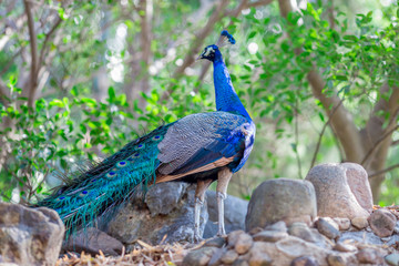 The background of a peacock animal, is a group of animals and is blurred by the movement of food, popular for education in the zoo or breeding on the farm.