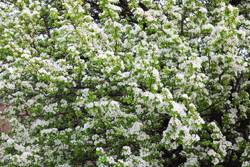 Beautiful white apple blossoms and green apple tree leaves in apple garden in good sunny weather in spring