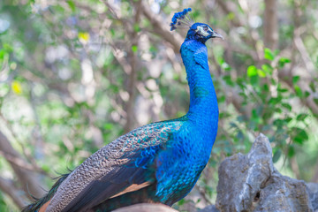 The background of a peacock animal, is a group of animals and is blurred by the movement of food, popular for education in the zoo or breeding on the farm.