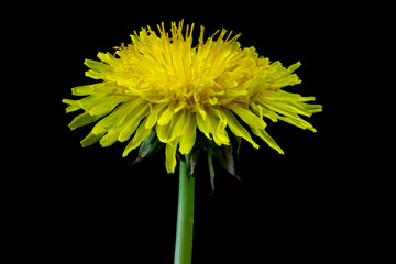 Naklejka premium Dandelion Flower Head on a Black Background