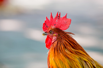 Close-up view of the chicken face, blurred movements from food searching, live in groups and some species can be used as food 