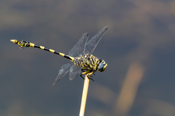 Dragonfly sitting on a stick above water