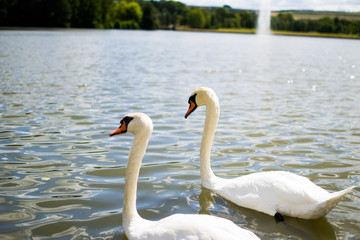 Two beautiful white geese swimming in a lake or pool