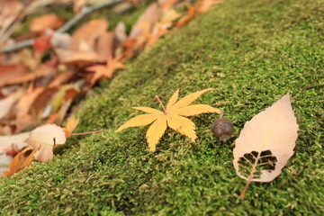 苔の上のドングリと落ち葉です