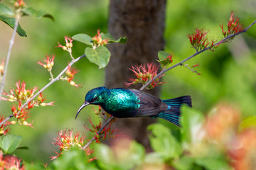 Malachite Sunbird on branch