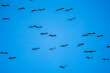 Zugvögel Kraniche Formation am blauen Himmel