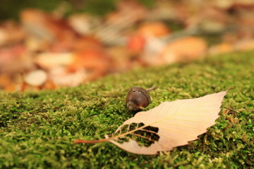 苔の上のドングリと落ち葉