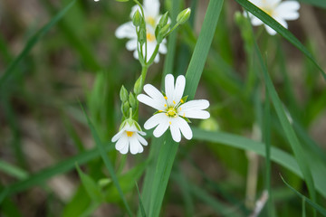 Greater Stitchwort Flowers in Bloom in Springtime
