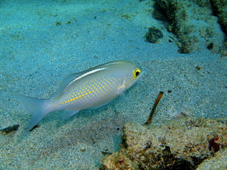 Obraz na płótnie Canvas The amazing and mysterious underwater world of Indonesia, North Sulawesi, Bunaken Island, coral fish