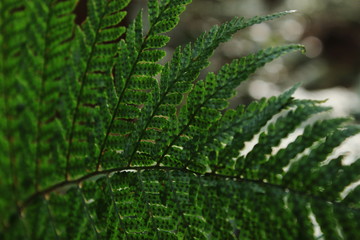 シダの葉のクローズアップ